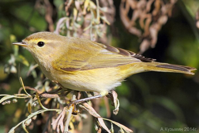 Болотная Камышовка птенец