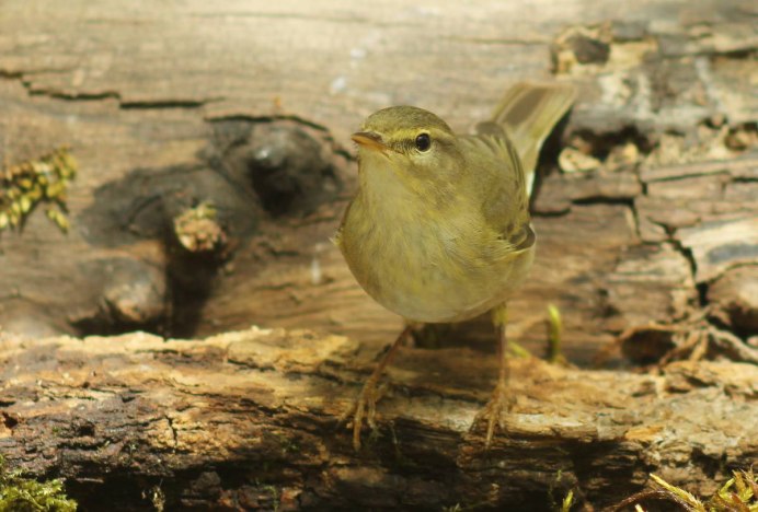 Дом у пеночки в лесу
