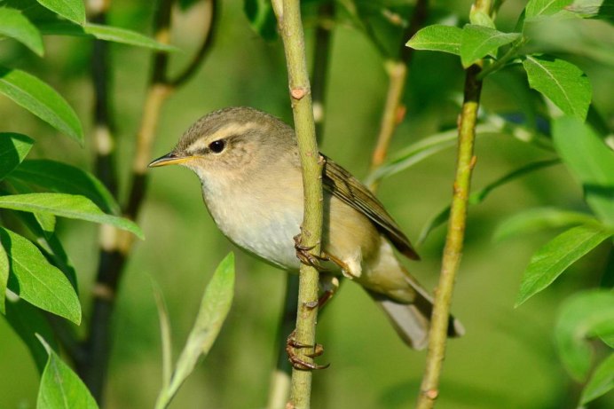 Пеночка пересмешка