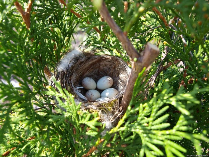 Тонкоклювая пеночка