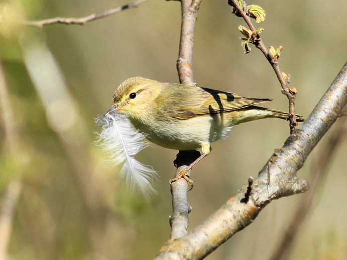 Гнездо пеночки веснички