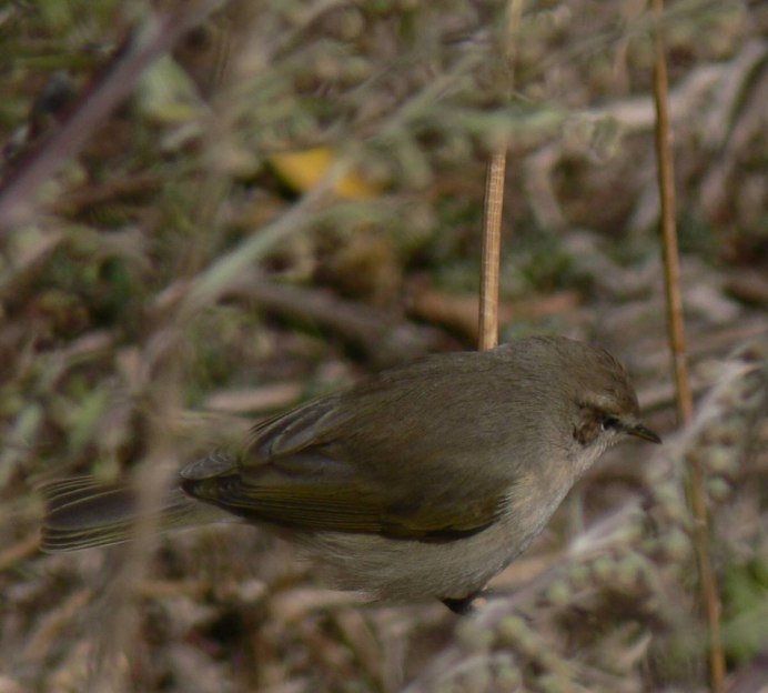 Пеночка пересмешка гнездо