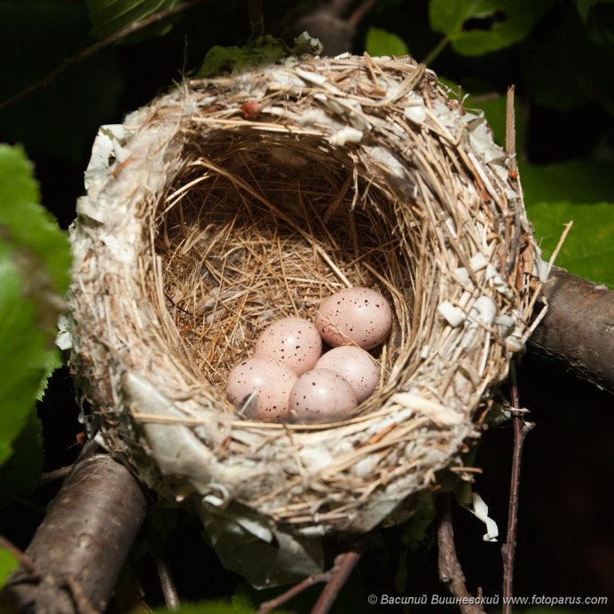Гнездо пеночки Пересмешки