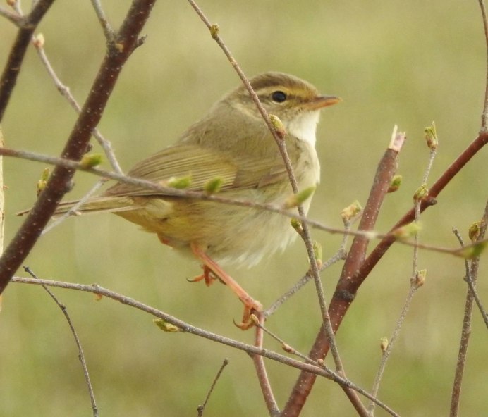 Phylloscopus sindianus