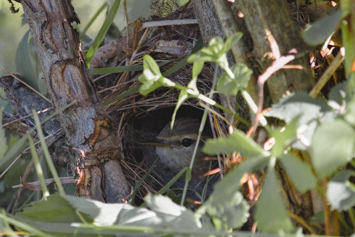 Пеночка трещотка, весничка теньковка