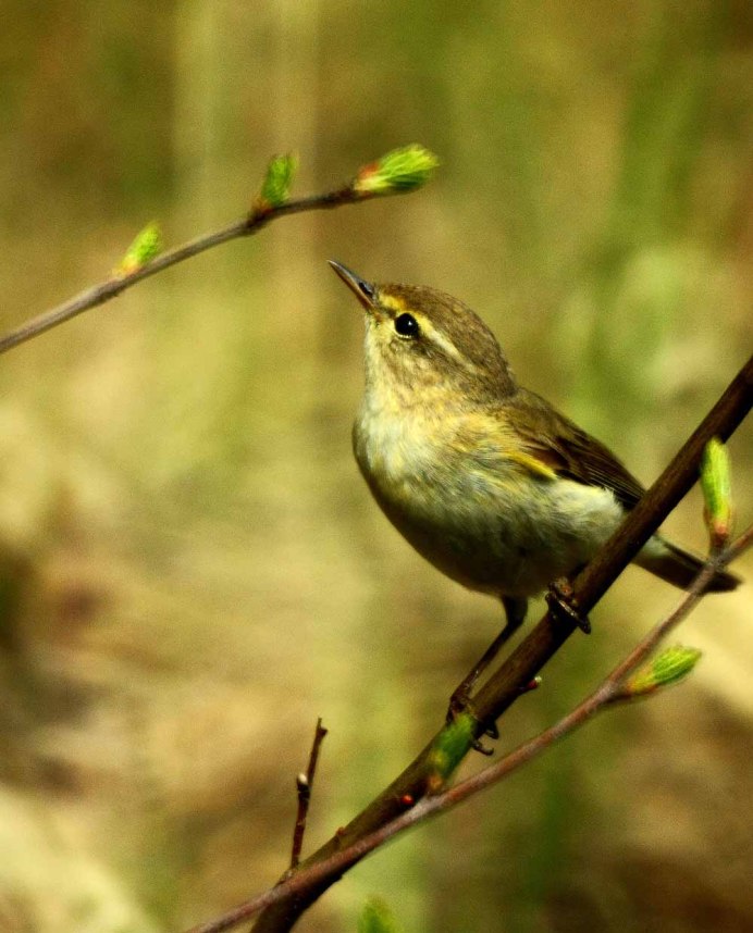 Пеночка птица гнездо