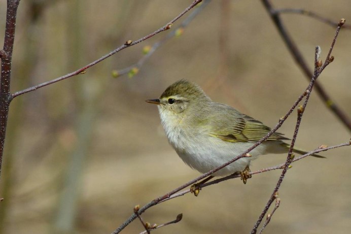 Птичка пеночка
