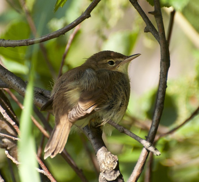 Пеночка весничка птенец