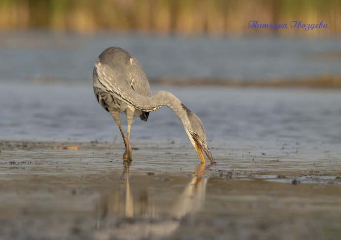 Лапы Heron