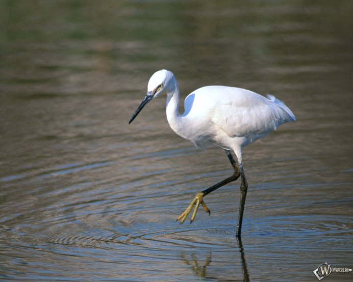 Ardea herodias