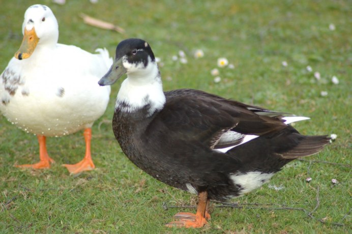 Канадская казарка Branta canadensis