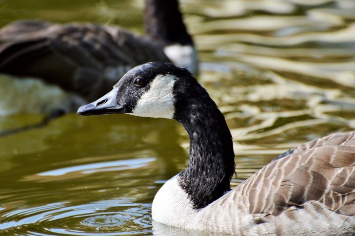 Wild Goose
