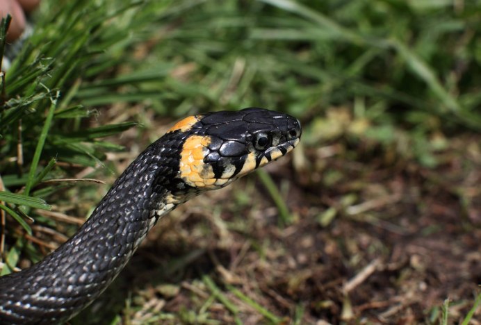 Philothamnus semivariegatus