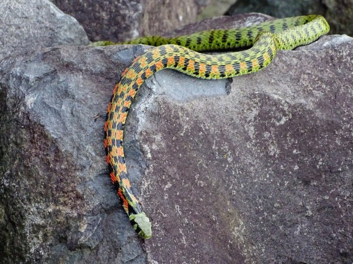 Подвязочная змея Thamnophis Marcianus