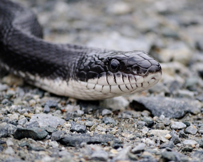 Rhabdophis subminiatus
