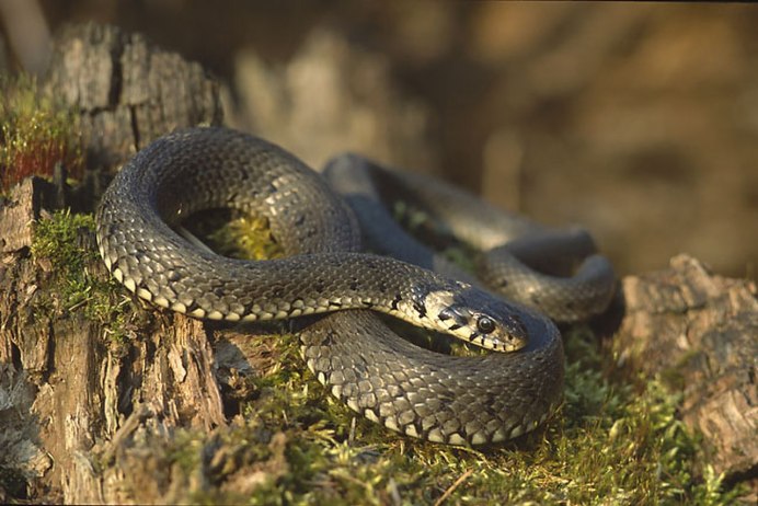 Водяной уж (Natrix tessellata)