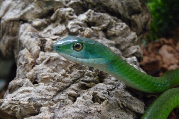 Xenochrophis Piscator