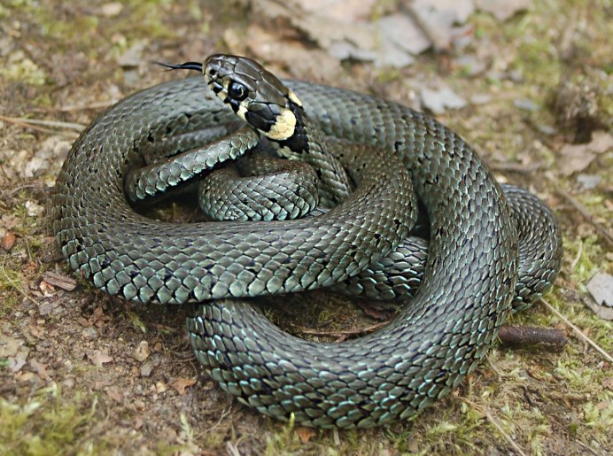 Тигровый уж Rhabdophis tigrinus