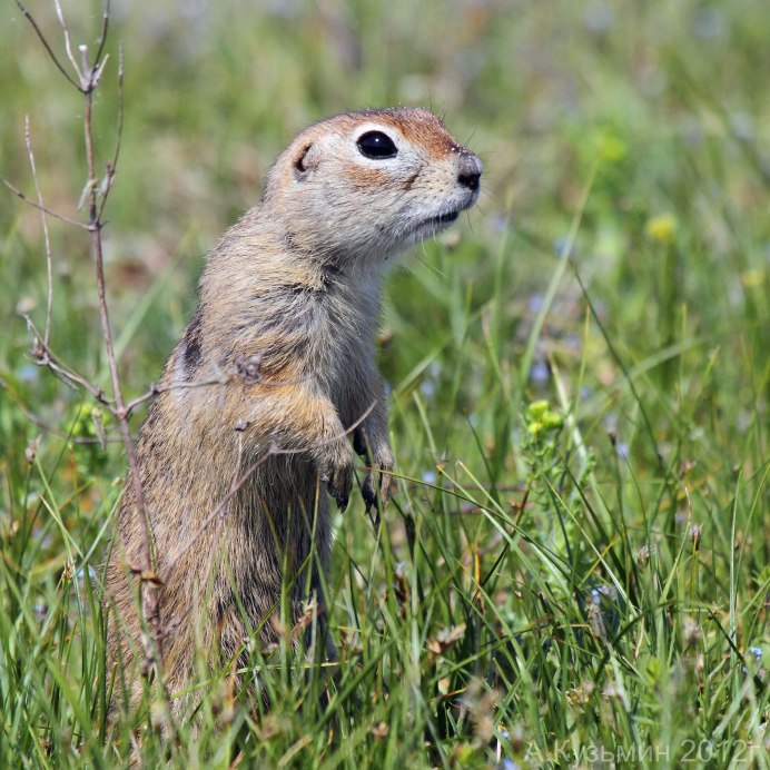 Европейский суслик (Spermophilus citellus)