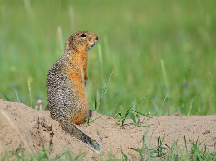 Citellus relictus
