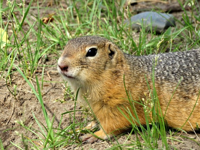 Европейский суслик (Spermophilus citellus)