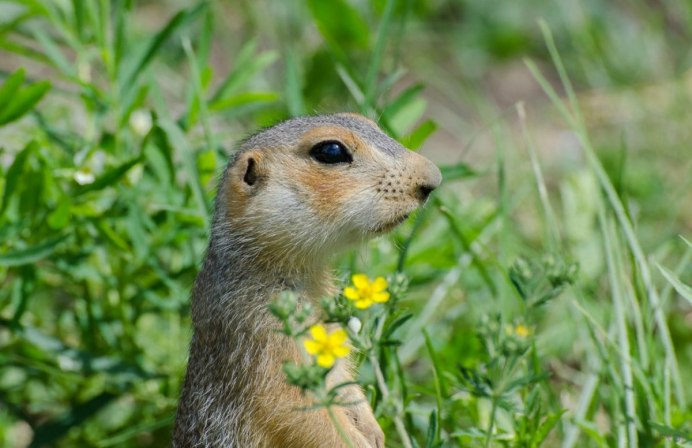 Европейский суслик (Spermophilus citellus)