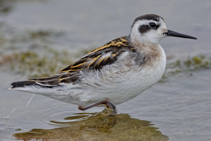 Чернозобик Calidris Alpina