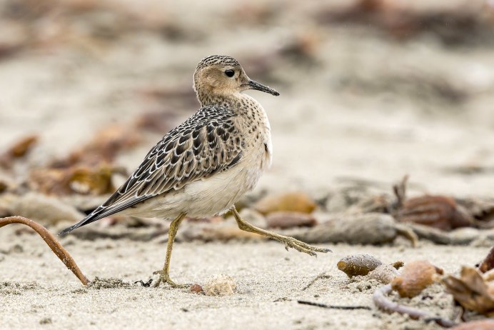Кулик-Воробей - Calidris minuta