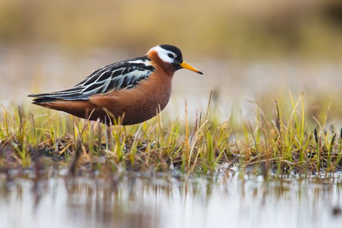 Temminck's stint (Calidris temminckii)