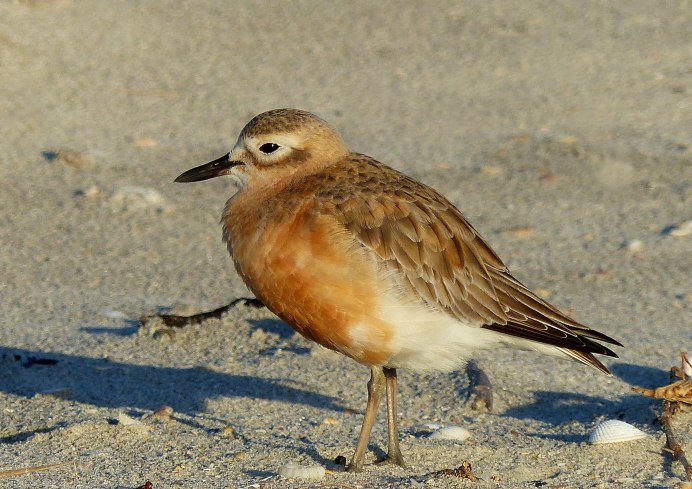 Sandpiper птенец