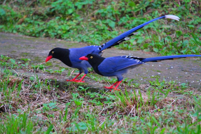 Кола красная птица