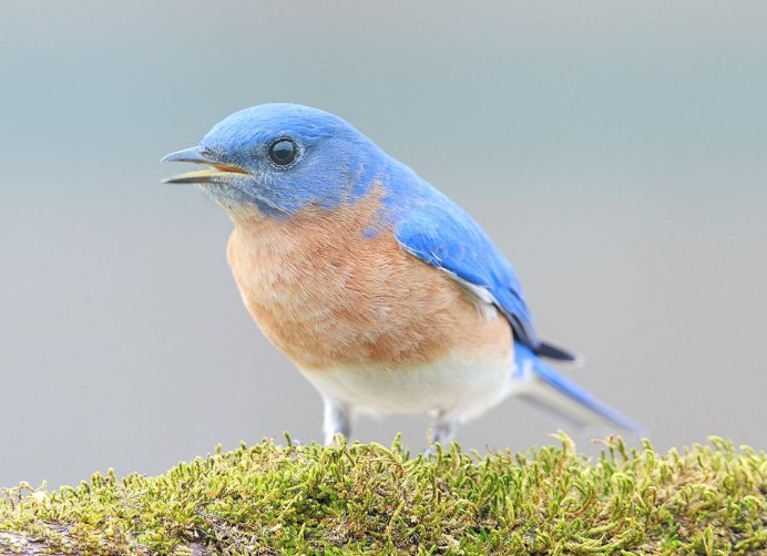 Красный Северный Кардинал Кардиналис