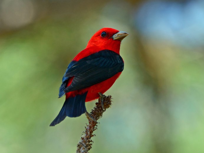 Синяя птица с красным клювом название