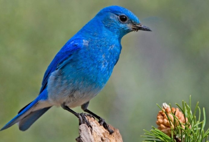 Красный Кардинал красный Кардинал птица