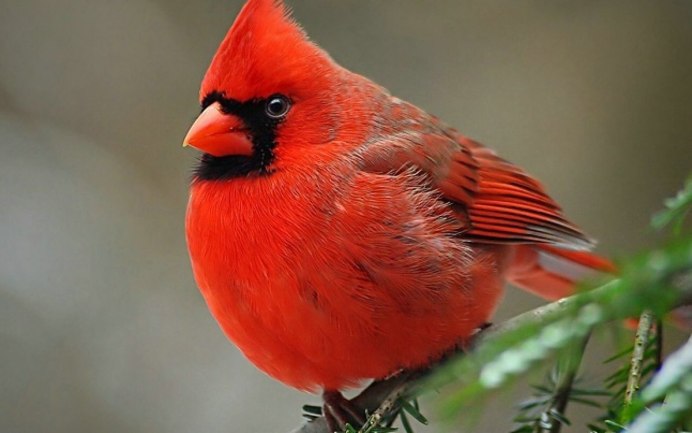 Птица с голубыми крыльями