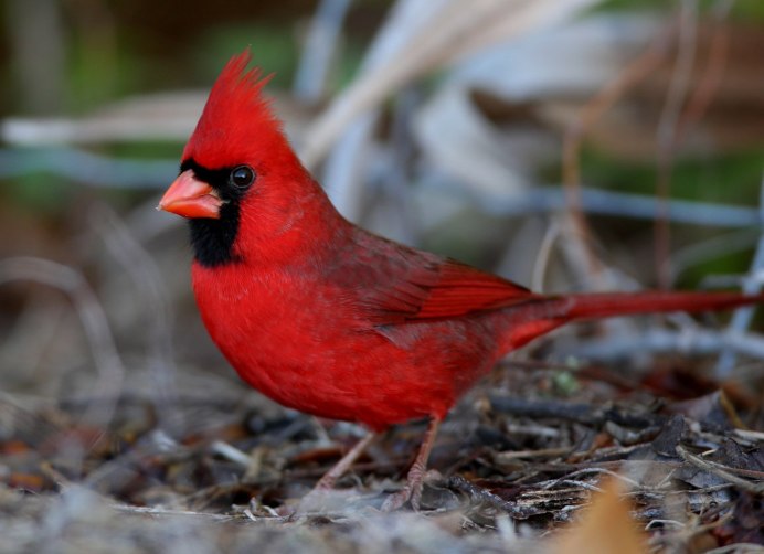 Сиалия Лазурная птица