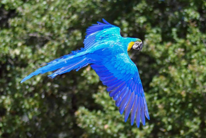 Птицы голубое и красное