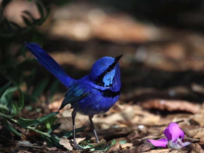 Голубь Павлин Чернохвостый
