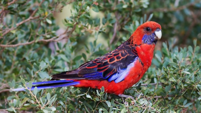 Птица синего цвета