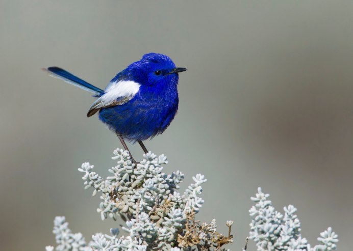 Голубой Зимородок