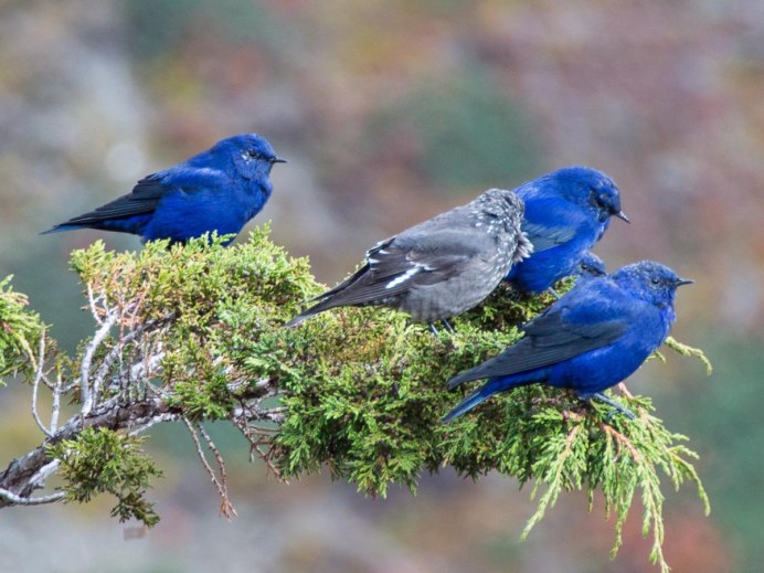Каштановогрудый венценосный голубь