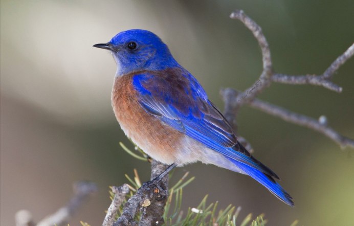 Victoria crowned Pigeon