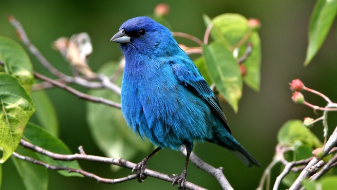 Ара Спикса попугай