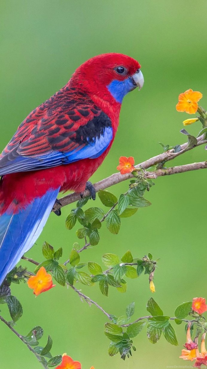 Cyanoptila cyanomelana