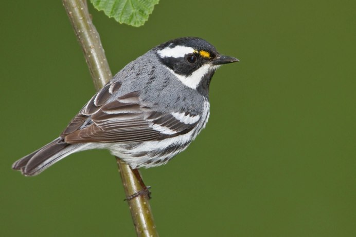 Птичка с белыми полосками на крыльях