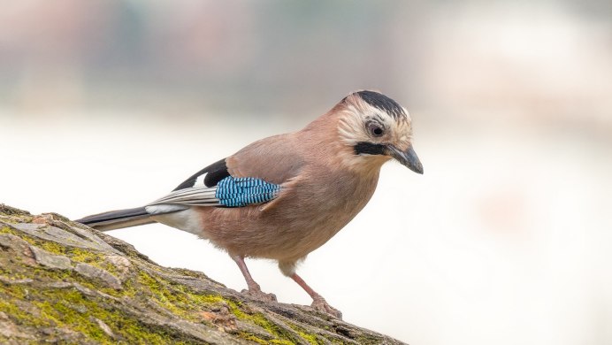 Птицы Северо-Запада России Зяблик