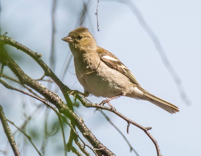 Бледногрудый Дрозд