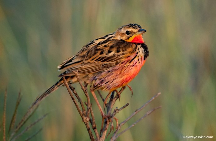 Маленькая серо коричневая птичка