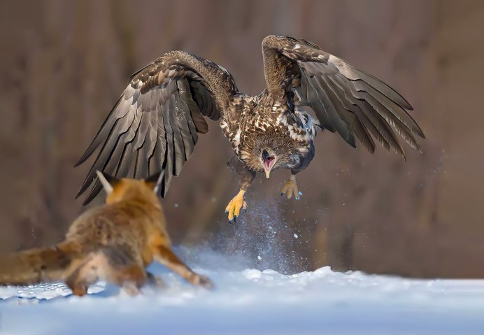 Орел Беркут охотится