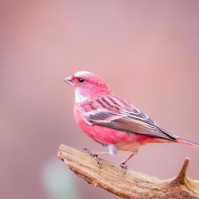 Зяблик клюв